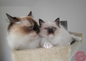 chaton ragdoll et sa maman - Chatterie Ragdolls du Val de Beauvoir